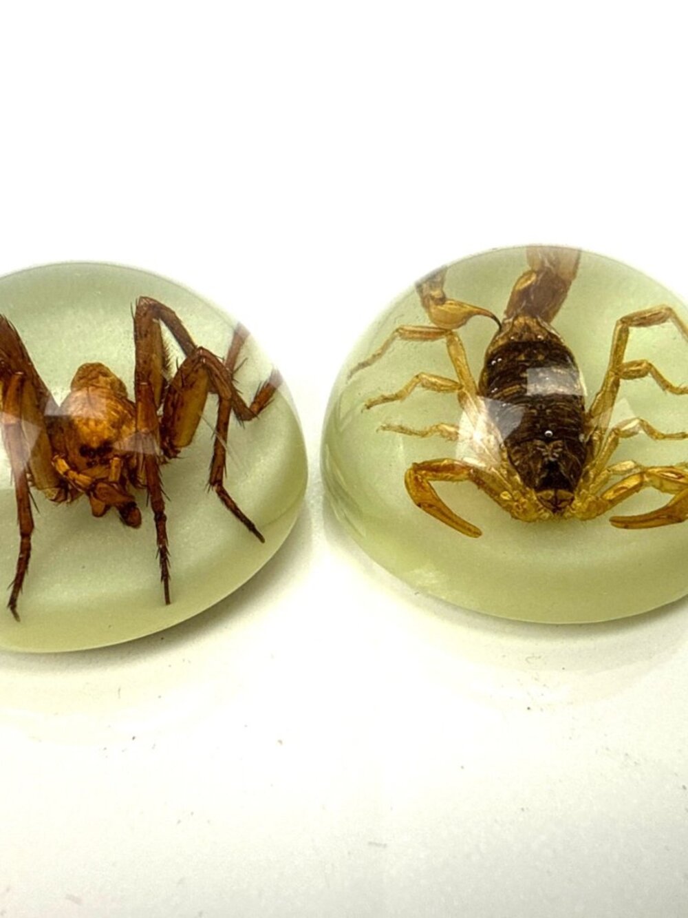 Glow-In-The-Dark Spider & Scorpion Resin Dome Fridge Magnet/Paperweight Set of 2